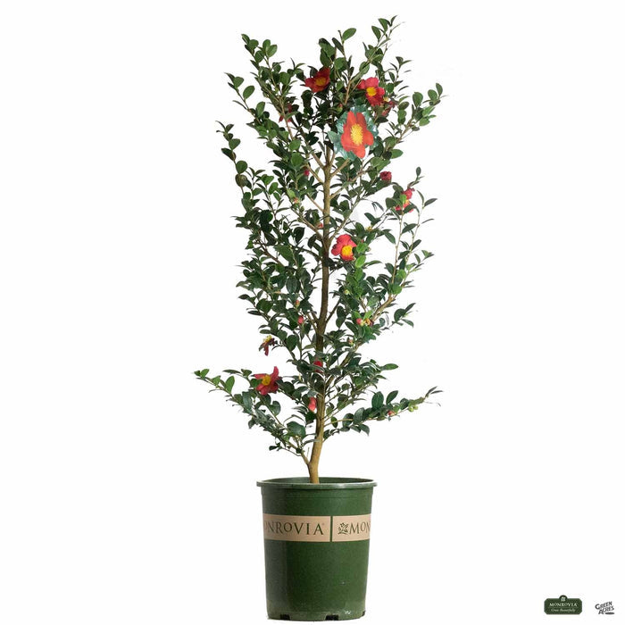 Monrovia Camellia 'Yuletide' 5 gallon