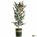 Monrovia Camellia 'Yuletide' 5 gallon