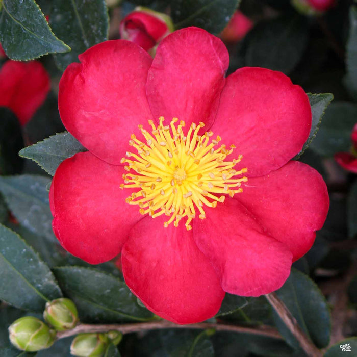 Camellia Yuletide