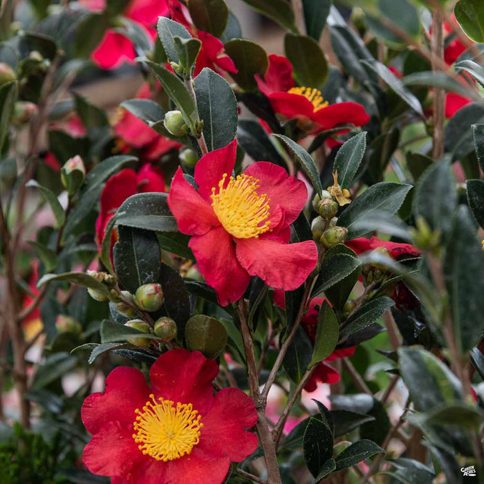 Camellia Yuletide