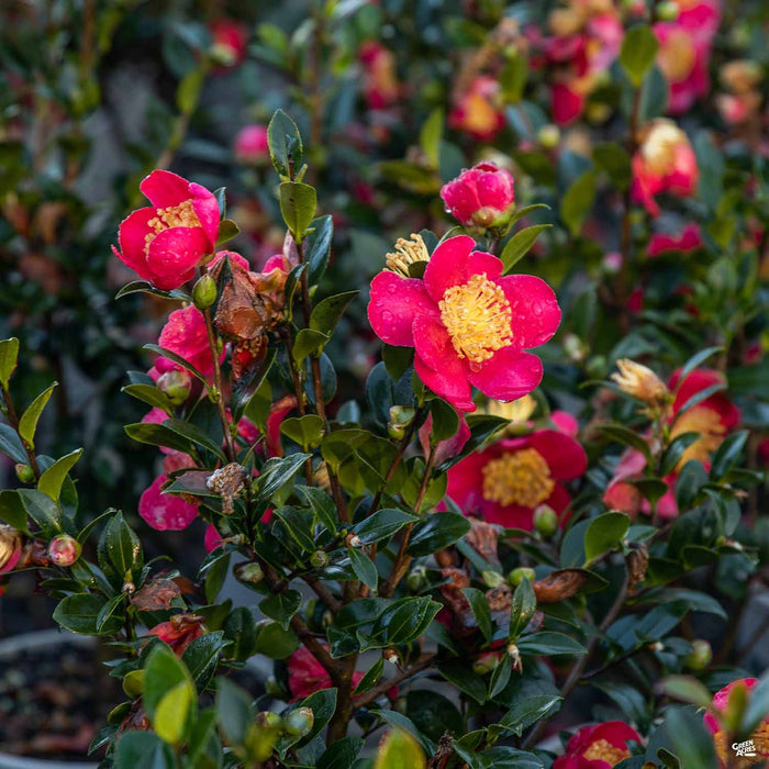 Camellia Yuletide