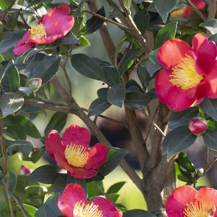 Camellia Yuletide