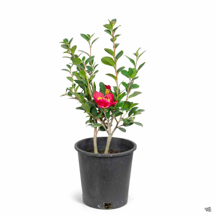 Camellia Yuletide 1 gallon