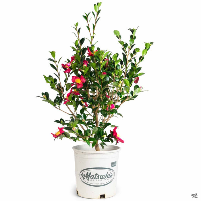 Camellia Yuletide 2 gallon Matsudas