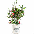 Camellia Yuletide 2 gallon Matsudas
