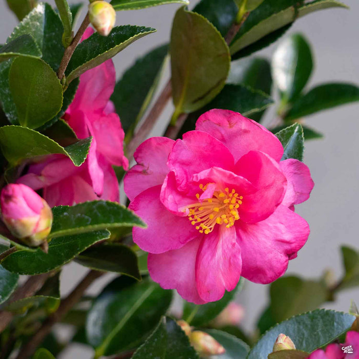 Camellia Shishi Gashira