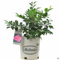 Camellia Shishi Gashira 2 gallon