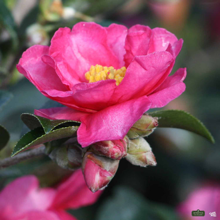 Camellia Shishi Gashira