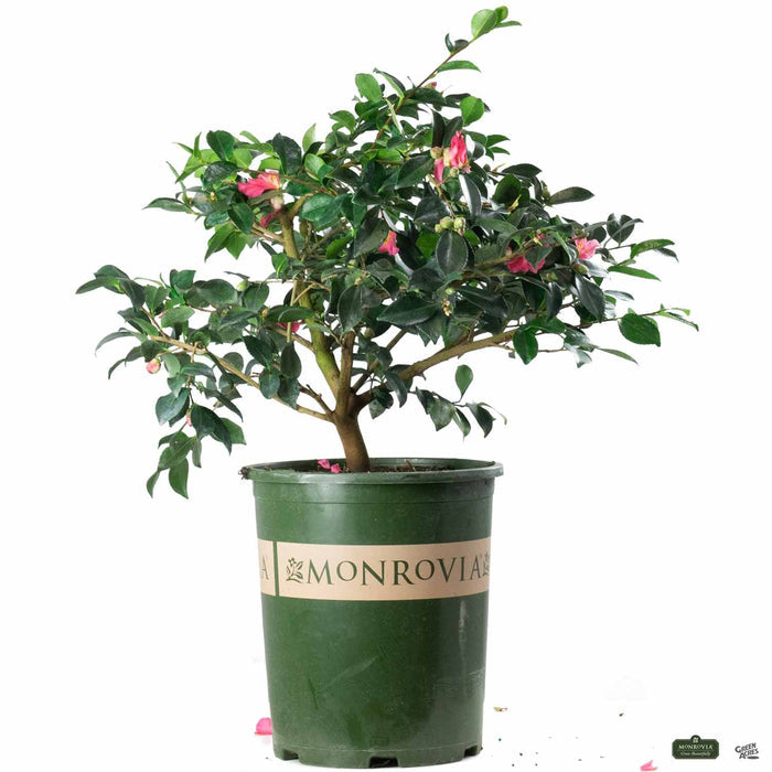 Camellia Shishi Gashira 5 gallon