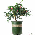 Camellia Shishi Gashira 5 gallon