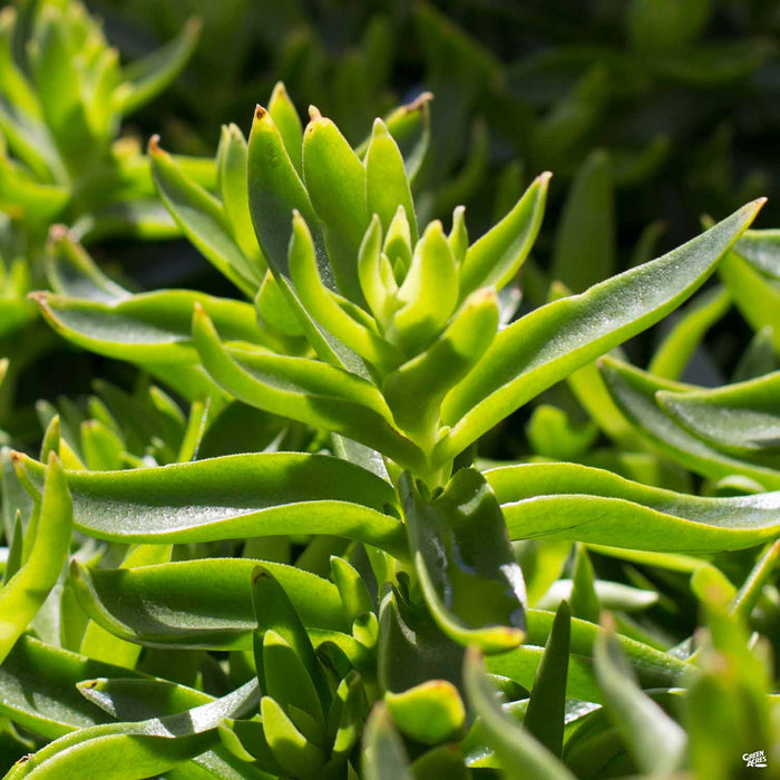 Campfire Crassula