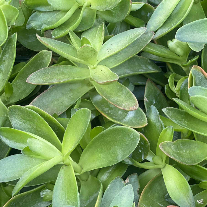 Campfire Crassula