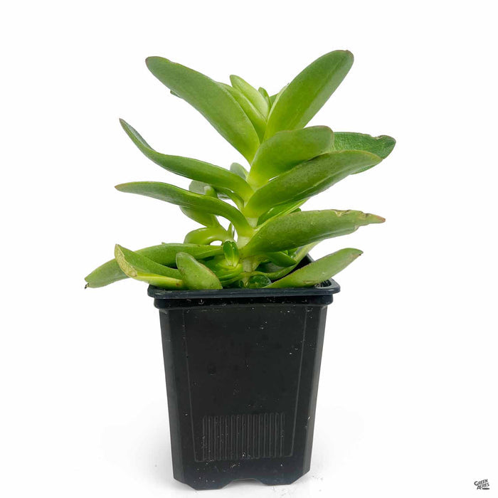 Campfire Crassula 5 inch