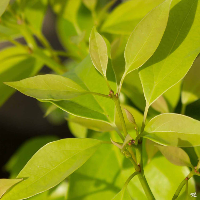 Camphor Tree New Growth