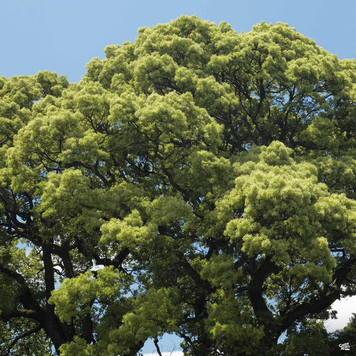 Camphor Tree