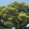 Camphor Tree