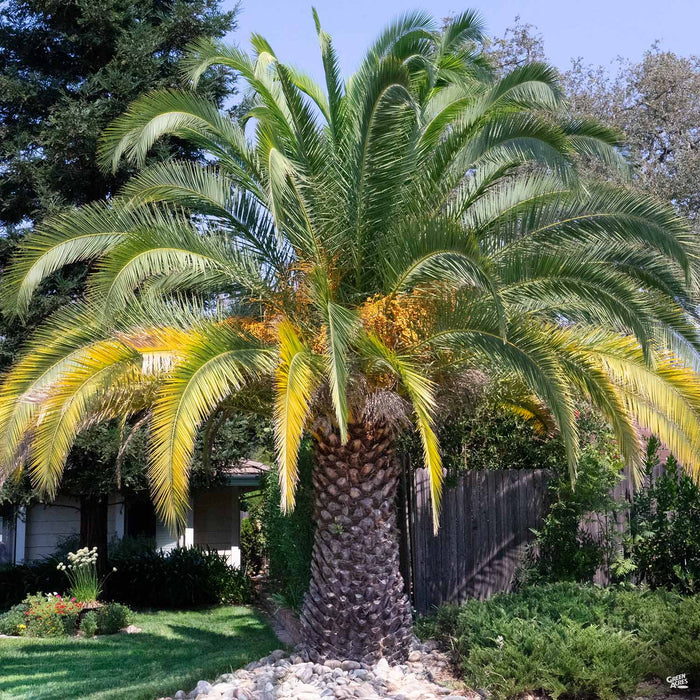 Canary Island Date Palm