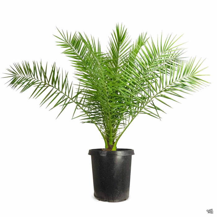 Canary Island Date Palm 15 gallon