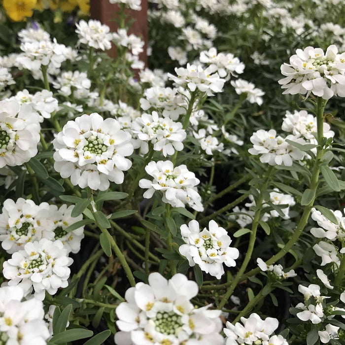 Candytuft