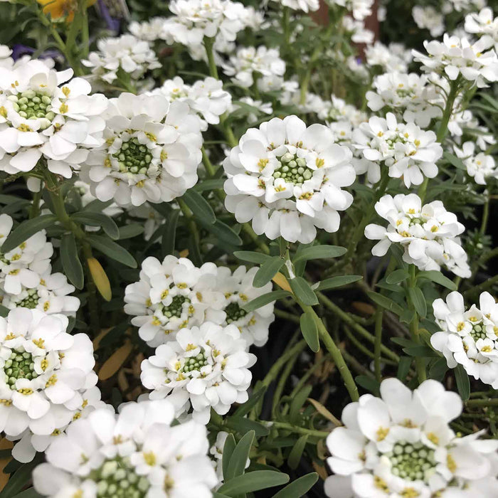 Candytuft