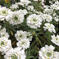 Candytuft