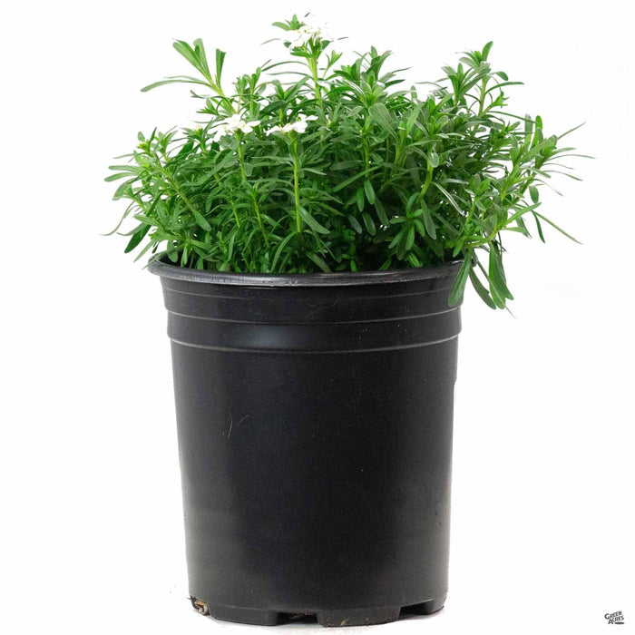 Candytuft 1 gallon