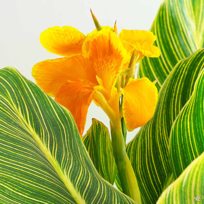 Tropicanna Gold Canna