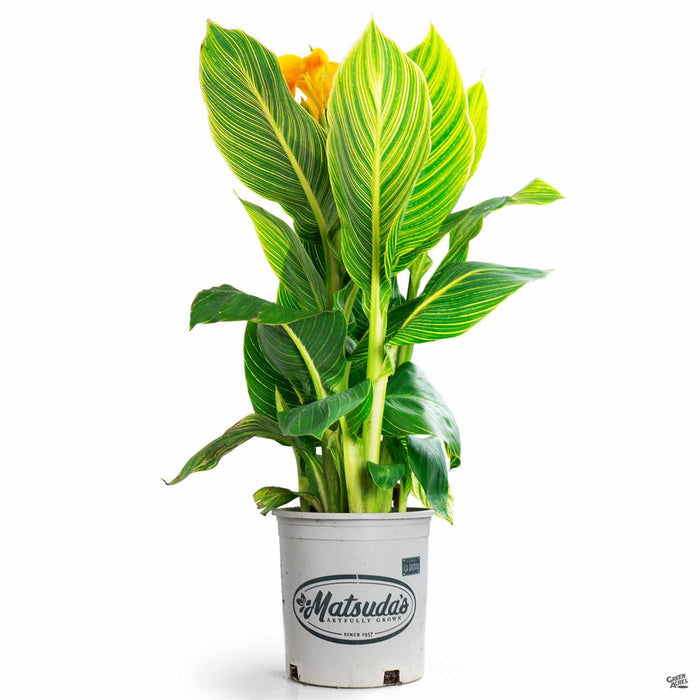 Tropicanna Gold Canna 2 gallon