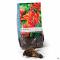 Canna Lucifer 2-pack