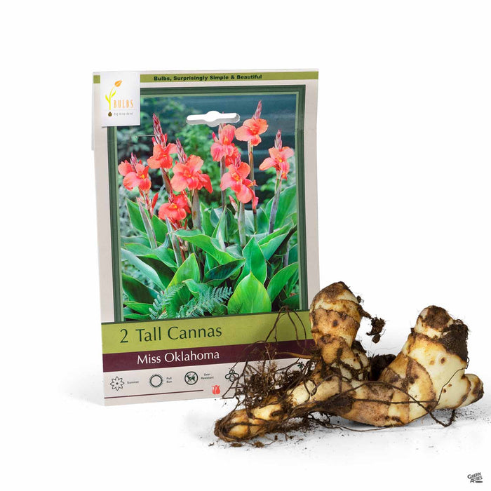 Tall Cannas Miss Oklahoma 2- pack