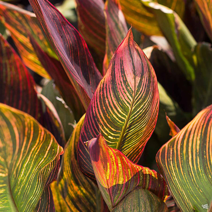 Tropicanna Canna