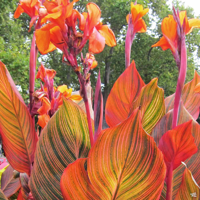 Tropicanna Canna