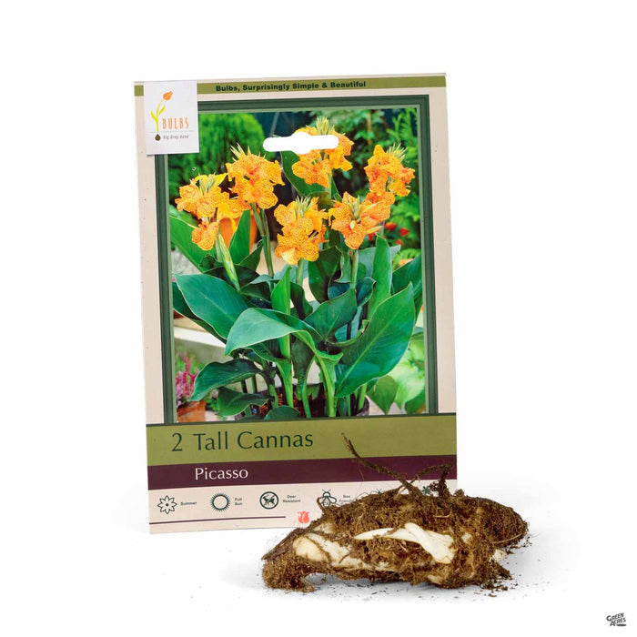Tall Cannas Picasso 2-pack
