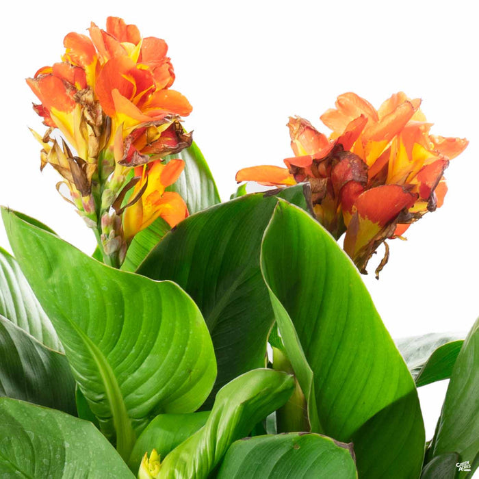 Canna 'CannaSol'
