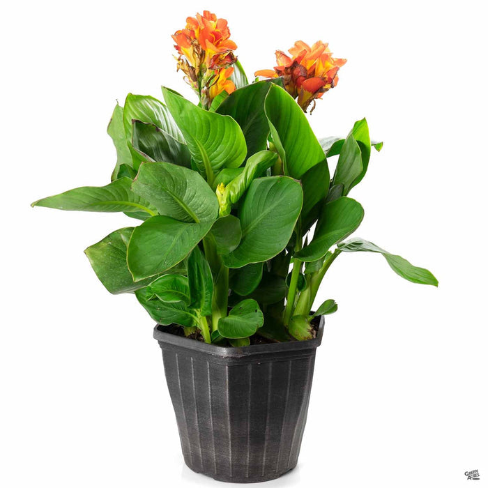 Canna 'CannaSol' 12 inch