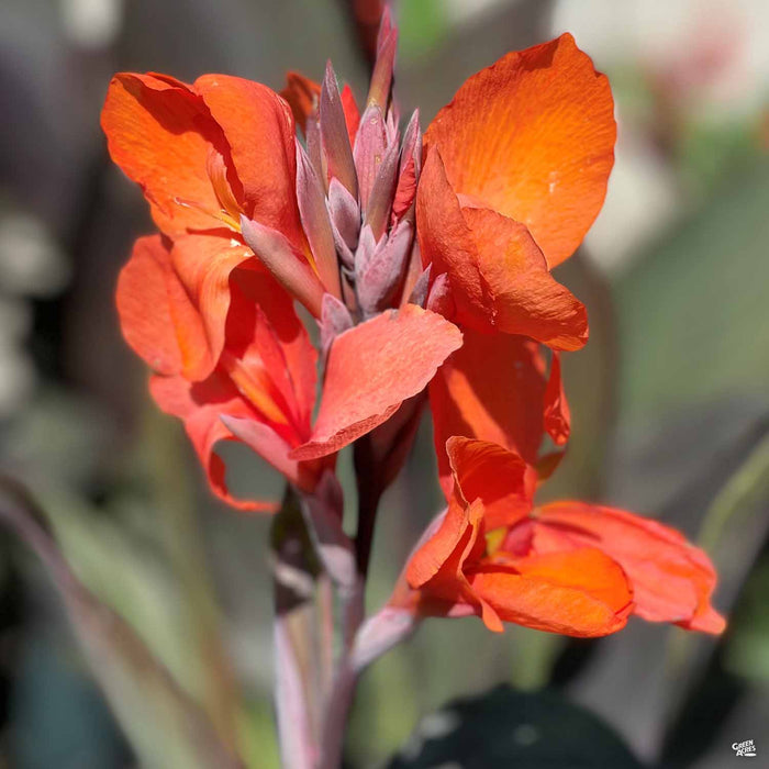 Canna 'Cannova Bronze Orange'