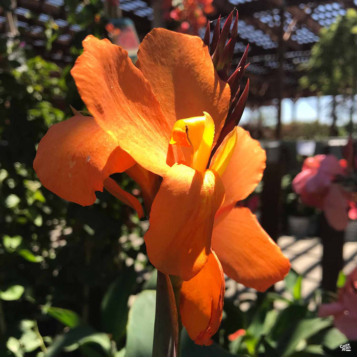 Canna Cannova Orange Shades