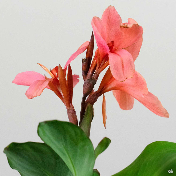 Canna Cannova Mango