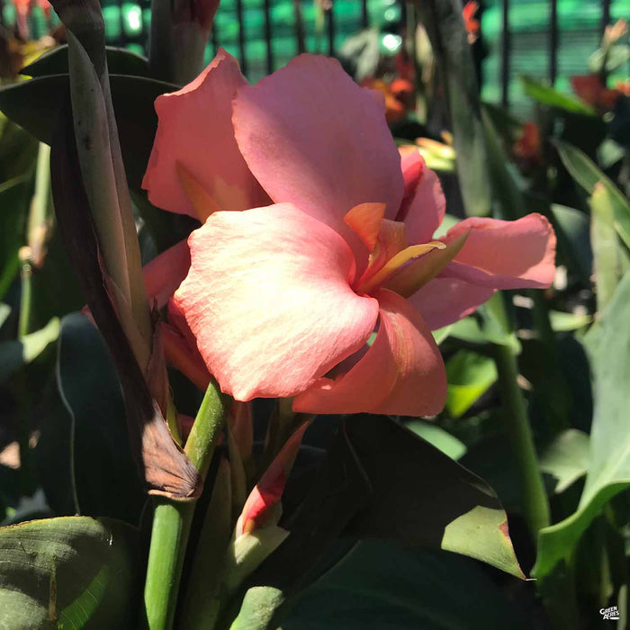Canna 'Cannova Mango'