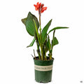 Canna 'Cannova Bronze Orange' 1 gallon