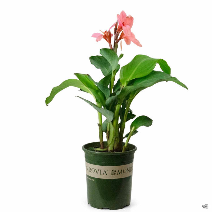 Canna 'Cannova Mango' 1 gallon