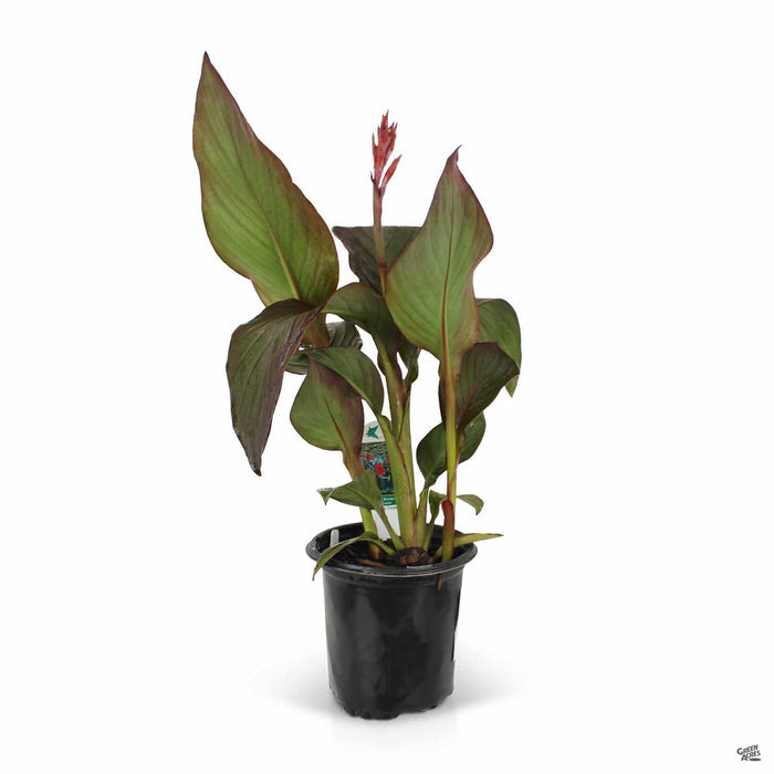 Cannova Canna Lily Bronze Scarlet 1 gallon