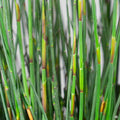 Chondropetalum tectorum
