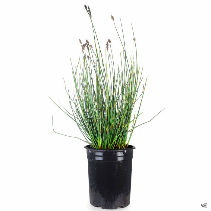 Chondropetalum tectorum 5 gallon