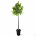 Carolina Cherry Laurel Standard Trunk 15 gallon