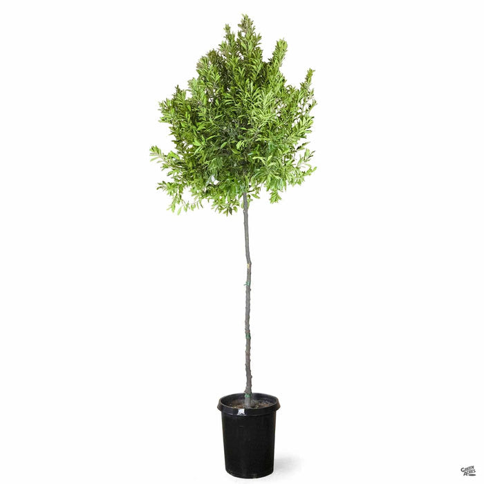 Carolina Cherry Laurel Standard Trunk 15 gallon