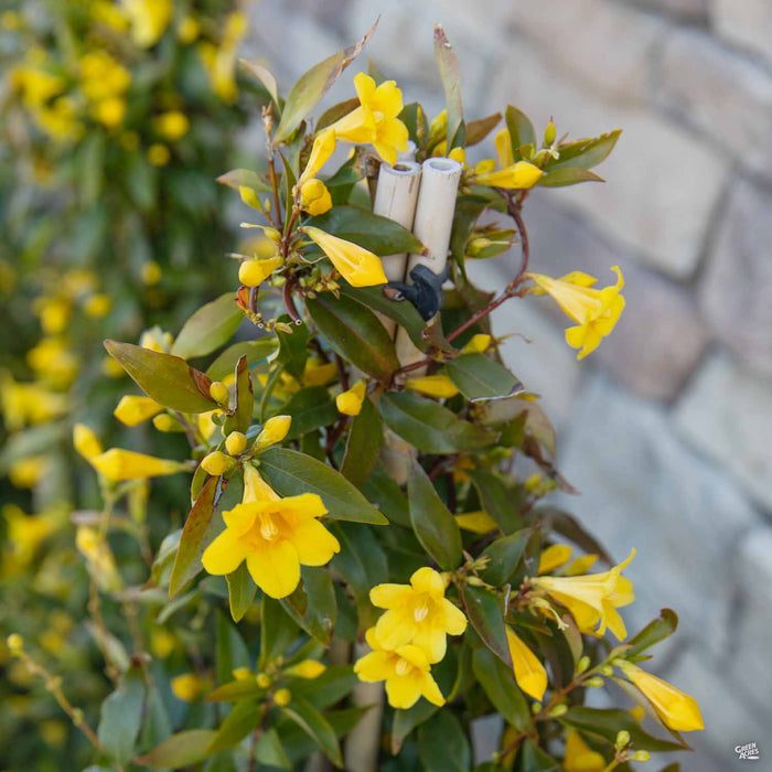 Carolina Jessamine