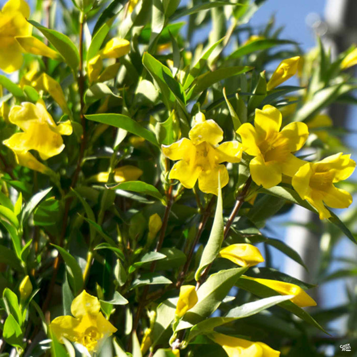 Carolina Jessamine
