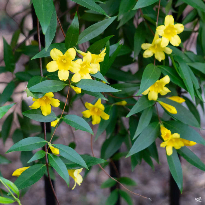 Carolina Jessamine