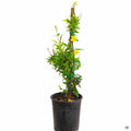 Carolina Jessamine 1 gallon